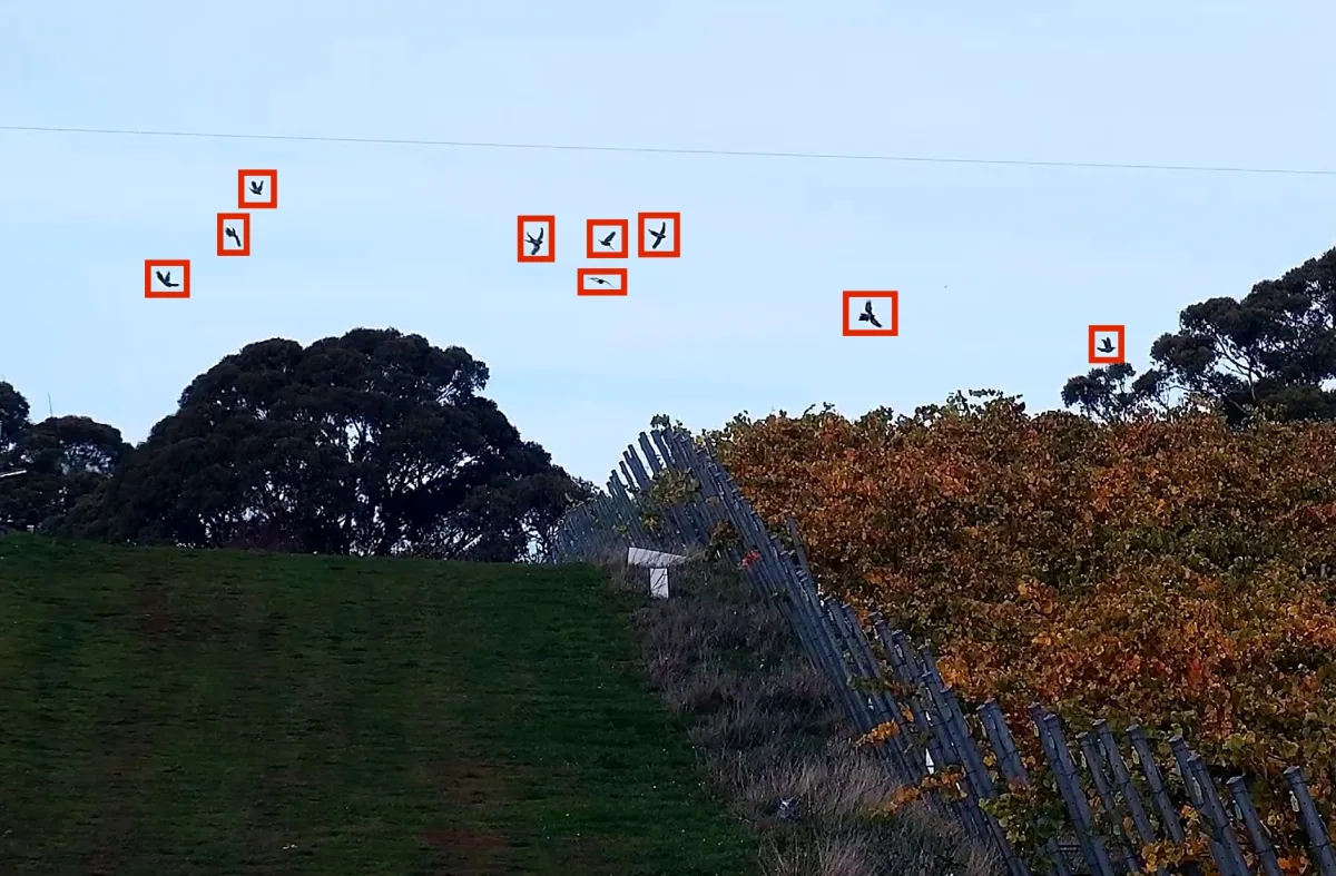 Software detection